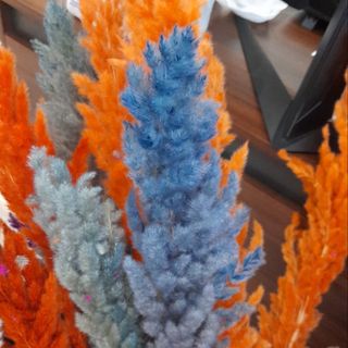 pampas grass multicolor