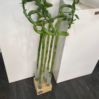 Large support bamboo avec six tiges