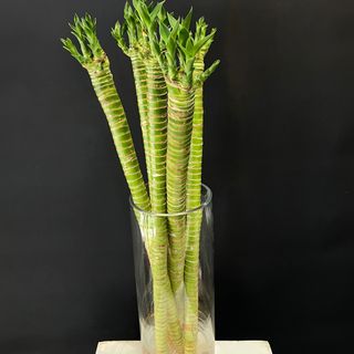 1 tige Gros Luky bamboo 58 cm