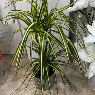 Plante d'intèrieure draceana 2 tiges