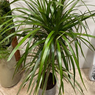 Plante d"intèrieure draceana marginata