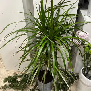 Plante d"intèrieure draceana marginata