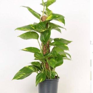 Pothos avec support