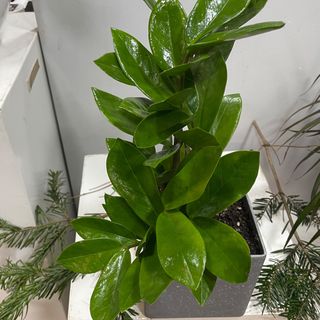 Zamioculcas