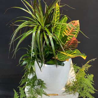 Composition de plantes d’intérieur