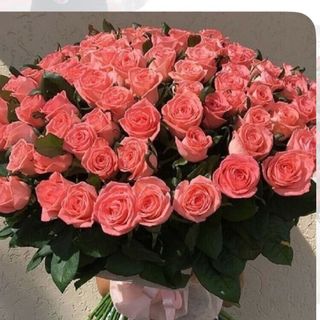 50 roses rose