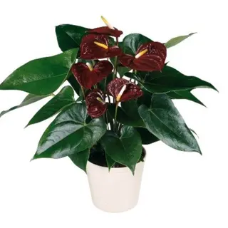 Anthurium Otazu