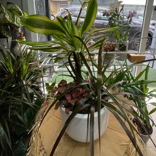 Trois plantes f2