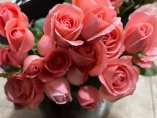 Pètales de 10 roses rose.