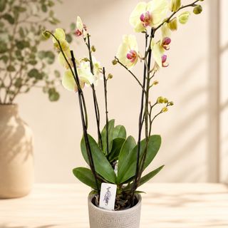 Orchidée jaune