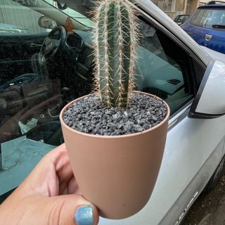 Cactus