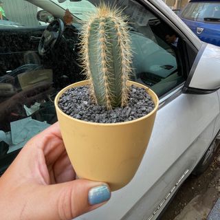 Cactus