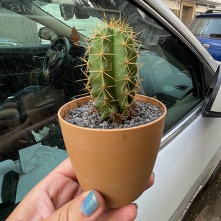 Cactus