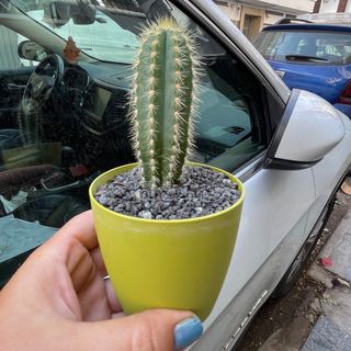 Cactus