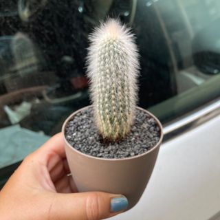 Cactus