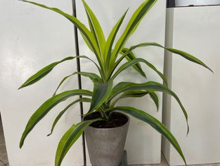 Draceana lemon lime 60 cm