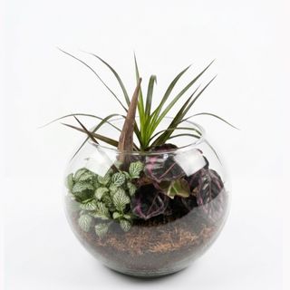 Grand terrarium