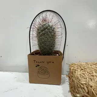 Echinocactus grusonii