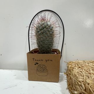 Echinocactus grusonii