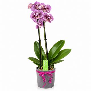 Orchidée mauve tacheté