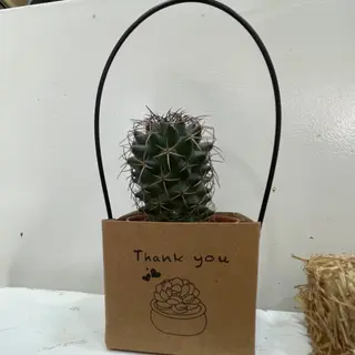 Mammillaria