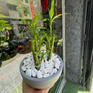 9tiges luky bamboo