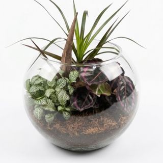 Terrarium 1
