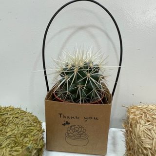 Ferocactus