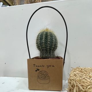 Cactus de noel
