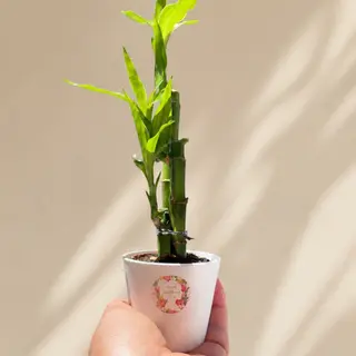 3tiges bamboo