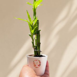 3tiges bamboo