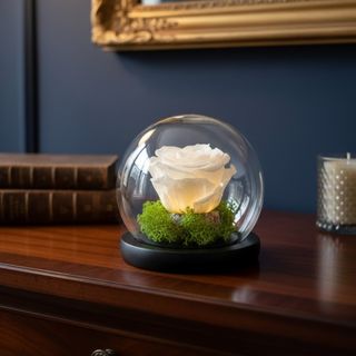 Rose éternelle blanche B