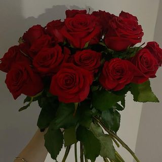 SORRY 15 roses