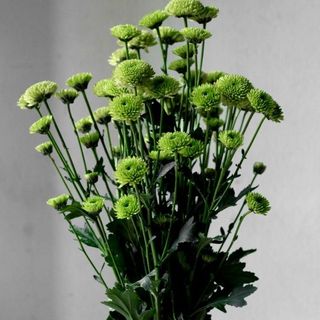 Chrysanthèmes vert