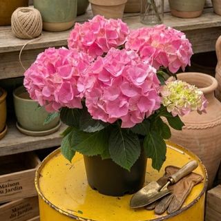 HORTENSIA PINK