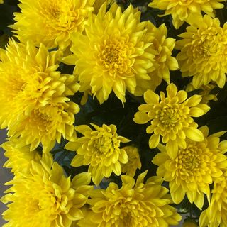 Chrysanthème jaune