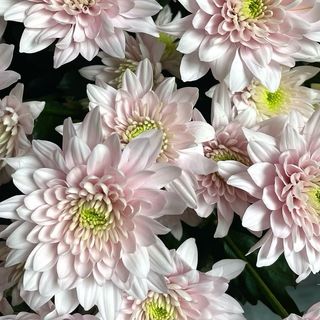 Chrysanthème rose