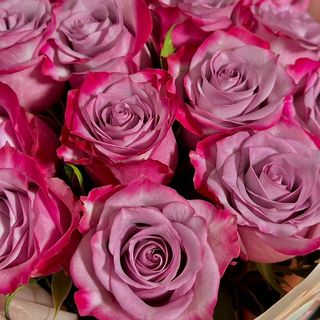 Premium Pink Roses-10