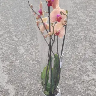 Orchidée Semons de tige sans vase