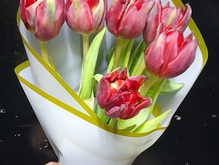 TULIP ROUGE 5 TIGE