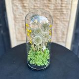 cloche en hortensia vert éternelle avec pissenlit