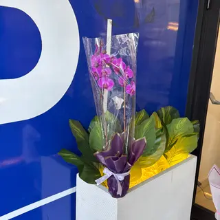 Orchidée 
