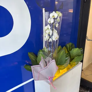 Orchidées 