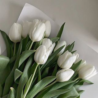 Tulipe Blanc