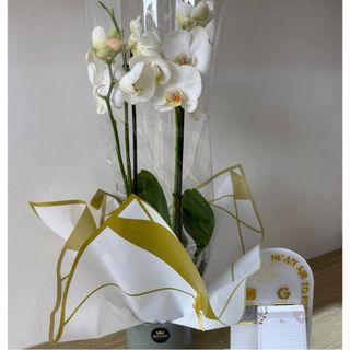 Orchidée Blanc 2 Tiges