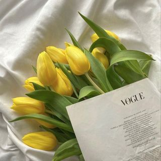 Tulipe Jaune
