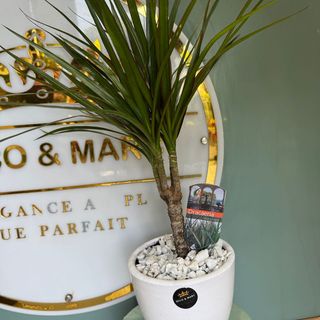 Stylish Dracaena marginata in White Pebble Pot