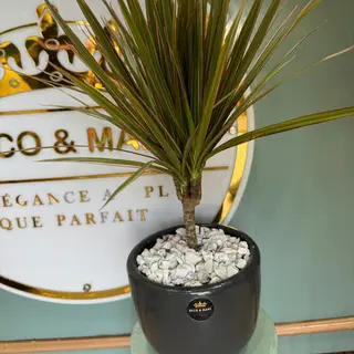 Exotic Areca Palm in Black Pebble Pot