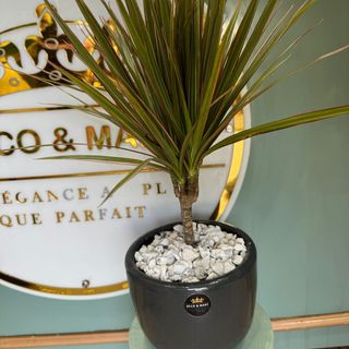 Exotic Areca Palm in Black Pebble Pot