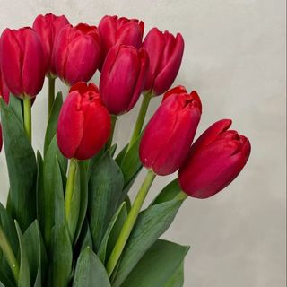 Tulipes Rouge